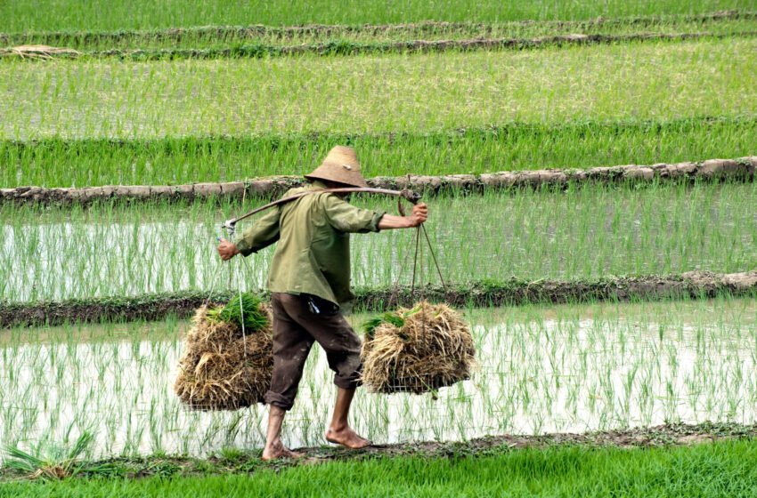 CNTKHR_paddy_rice_farming_in_china-850x560-1 Samsung - De uma exportadora de Arroz a Gigante da Tecnologia Mundial